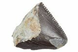 Jurassic Dinosaur (Allosaurus) Tooth Tip - Colorado #222515-1